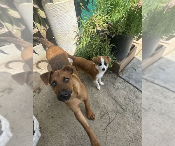 Medium Photo #6 Mutt Puppy For Sale in Dana Point, CA, USA