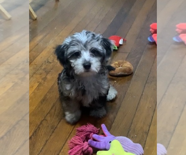 Medium Photo #2 German Hunting Terrier-Lowchen Mix Puppy For Sale in HENRICO, VA, USA