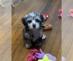 Puppy 1 German Hunting Terrier-Lowchen Mix