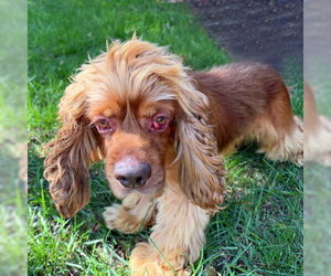 Arlow - Male Cocker Spaniel Dog for Adoption - Photo #6