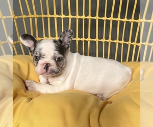 French Bulldog Puppy for sale in ANNAPOLIS, MD, USA