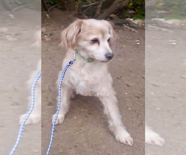 Medium Photo #6 Cocker Spaniel-Colonial Cocker Spaniel Mix Puppy For Sale in San Diego, CA, USA