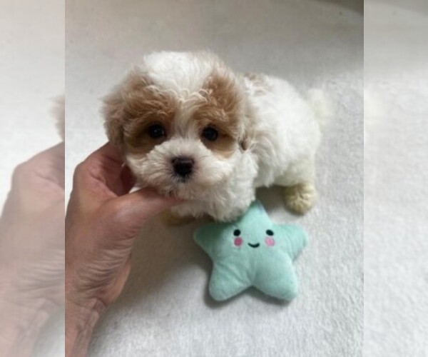Medium Photo #5 Maltipoo Puppy For Sale in TAMPA, FL, USA