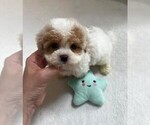 Small #4 Maltipoo