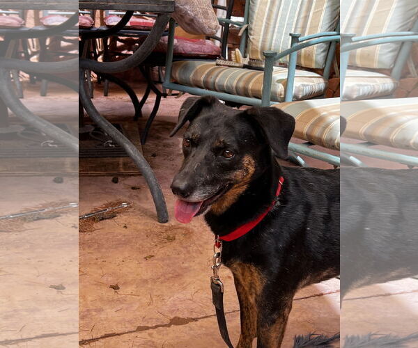 Medium Photo #6 Labrador Retriever-Unknown Mix Puppy For Sale in Cottonwood, AZ, USA