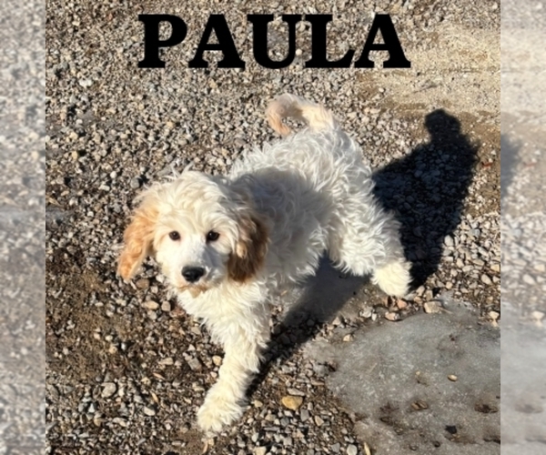 Medium Photo #2 Cock-A-Poo Puppy For Sale in HARTLAND, MN, USA