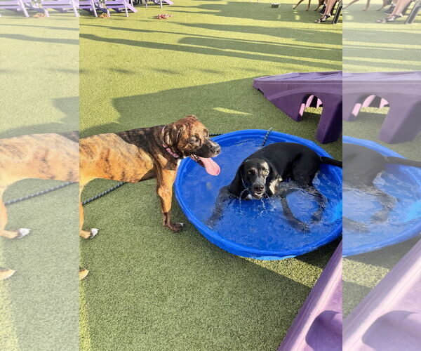 Medium Photo #5 Boxer-Unknown Mix Puppy For Sale in Fort Collins, CO, USA