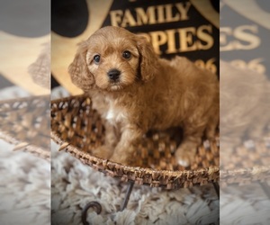 Cavapoo Puppy for sale in CROSSVILLE, TN, USA