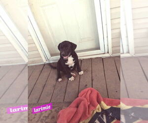 Yellowstone litter - Male Mutt Dog for Adoption - Photo #4
