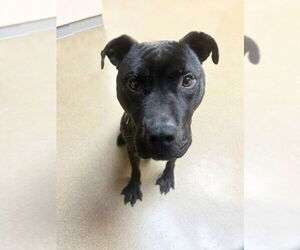 American Staffordshire Terrier Dogs for adoption in Sayreville, NJ, NJ, USA