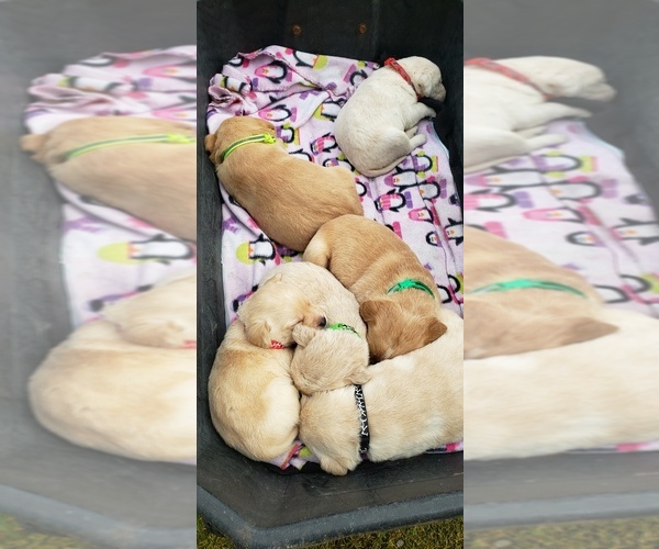 Medium Photo #16 Labrador Retriever Puppy For Sale in OLYMPIA, WA, USA