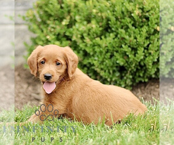 Medium Photo #3 Miniature Labradoodle Puppy For Sale in STRASBURG, PA, USA