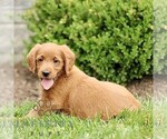 Small #2 Miniature Labradoodle