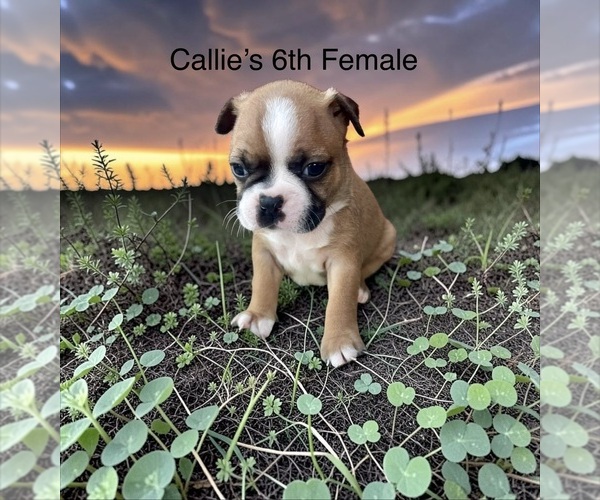 Medium Photo #1 Boston Terrier Puppy For Sale in EWING, KY, USA