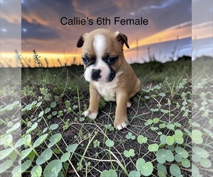 Boston Terrier Puppy for sale in EWING, KY, USA