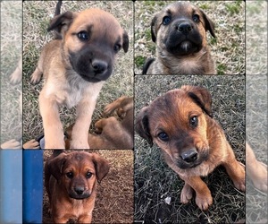 Labrador Retriever-Miniature American Shepherd Mix Puppy for sale in LAS VEGAS, NV, USA
