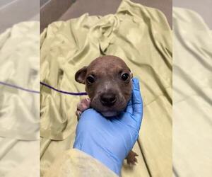 Mutt Dogs for adoption in Las Vegas, NV, USA