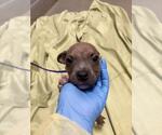 Small Mutt