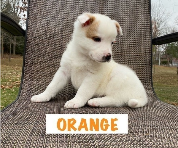 Medium Photo #5 Australian Cattle Dog Puppy For Sale in RICHMOND, MI, USA