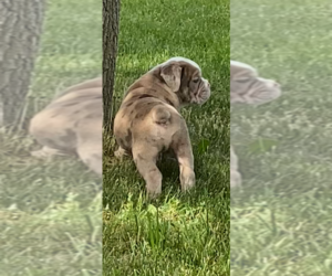 Olde English Bulldogge Puppy for sale in FLINT, MI, USA