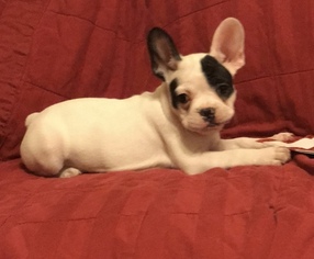 French Bulldog Puppy for sale in ROGERSVILLE, MO, USA