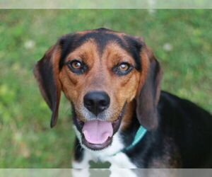 Beagle-Unknown Mix Dogs for adoption in Cookeville, TN, USA