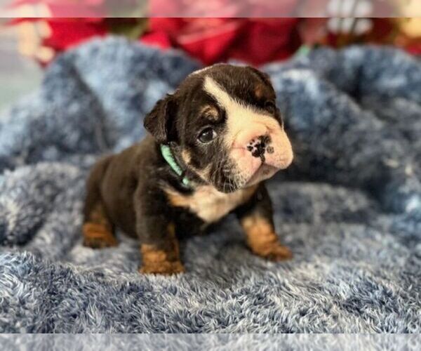 Medium Photo #1 English Bulldog Puppy For Sale in OOLOGAH, OK, USA