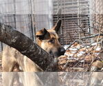Small #22 German Shepherd Dog