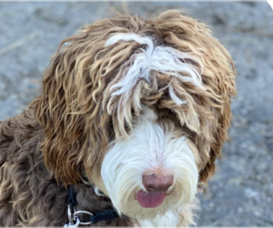 Bernedoodle Dogs for adoption in San Ramon, CA, USA