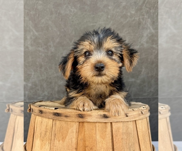Medium Photo #4 Yorkshire Terrier Puppy For Sale in OCALA, FL, USA