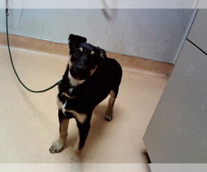 German Shepherd Dog Dogs for adoption in Martinez, CA, USA
