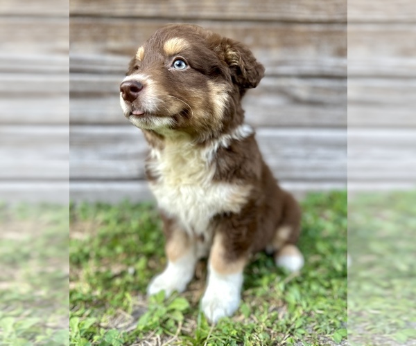 Medium Photo #1 Miniature Australian Shepherd Puppy For Sale in ORLANDO, FL, USA