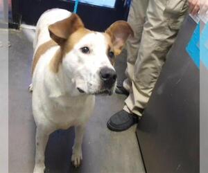 Mutt Dogs for adoption in Tulsa, OK, USA