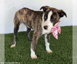 Francine - Female Mutt Dog for Adoption - Photo #6