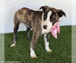 Small Photo #6 Mutt Puppy For Sale in San Diego, CA, USA