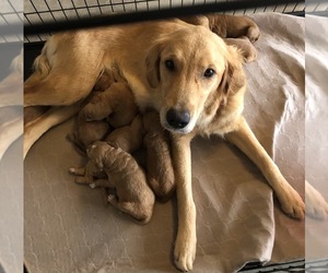 Mother of the Goldendoodle puppies born on 10/07/2021