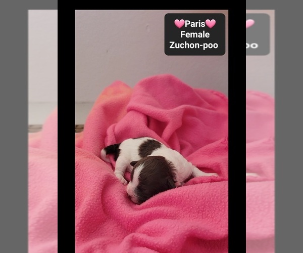 Medium Photo #3 Poodle (Toy)-Zuchon Mix Puppy For Sale in TUCSON, AZ, USA