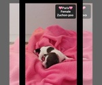 Small #2 Poodle (Toy)-Zuchon Mix