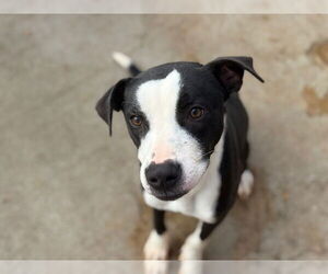 Mutt Dogs for adoption in Tulsa, OK, USA