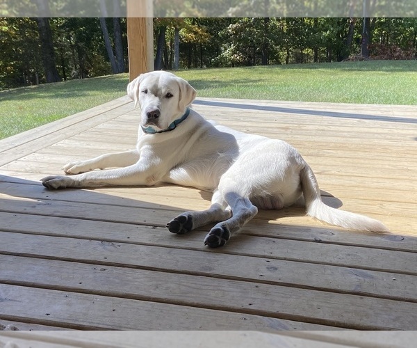 Medium Photo #1 Labrador Retriever Puppy For Sale in BEDFORD, KY, USA