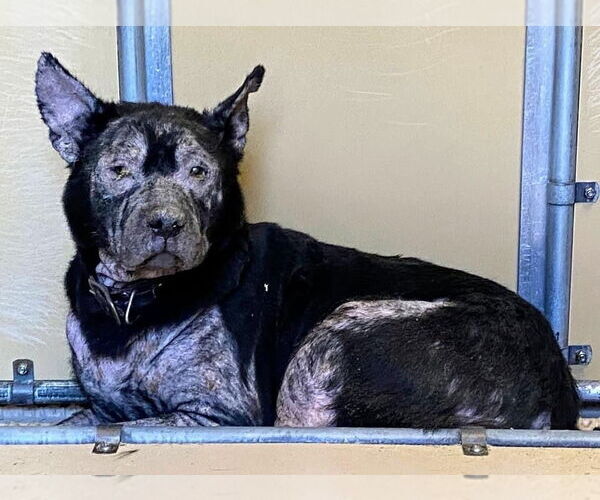 Medium Photo #3 American Pit Bull Terrier-Huskies  Mix Puppy For Sale in Cary, NC, USA