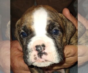 Boxer Puppy for sale in CANON CITY, CO, USA