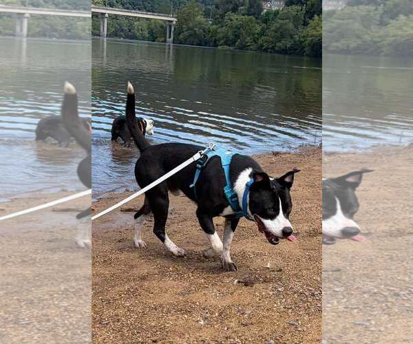 Medium Photo #6 Mutt Puppy For Sale in Hinton, WV, USA