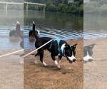 Small Photo #6 Mutt Puppy For Sale in Hinton, WV, USA