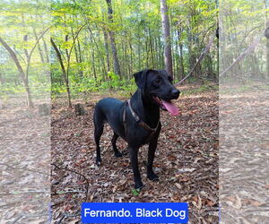 Fernando - Male Labrador Retriever-Unknown Mix Dog for Adoption - Photo #2