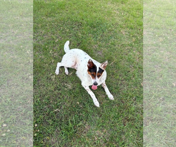 Medium Photo #7 Collie-Unknown Mix Puppy For Sale in Mount Pleasant, SC, USA