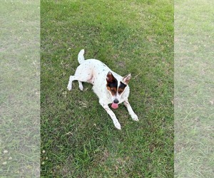 Pippa - Female Collie-Unknown Mix Dog for Adoption - Photo #7