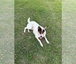 Small Photo #7 Collie-Unknown Mix Puppy For Sale in Mount Pleasant, SC, USA