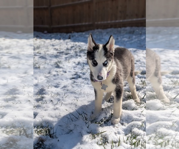 Medium Photo #22 Siberian Husky Puppy For Sale in Holly Springs, NC, USA
