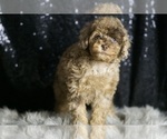 Small #4 Poodle (Toy)